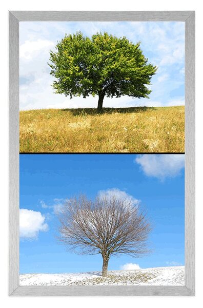 Poster copac în anotimpurile anului