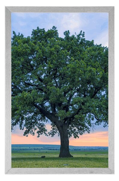 Poster stejar singuratic