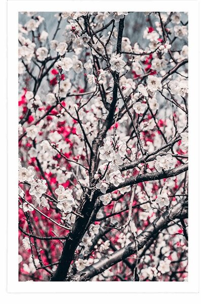 Poster flori de piersică