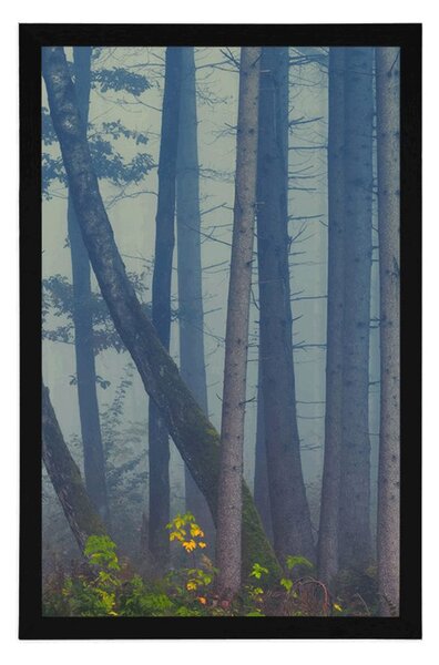 Poster pădure misterioasă