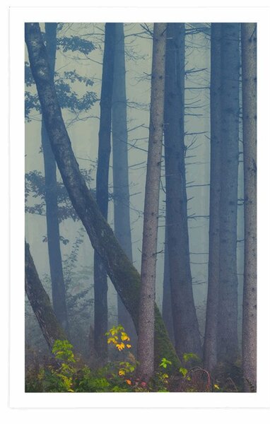 Poster pădure misterioasă