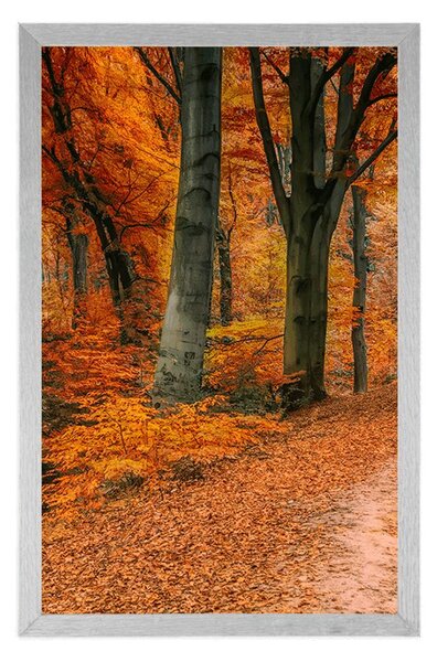 Poster pădure în perioada de toamnă