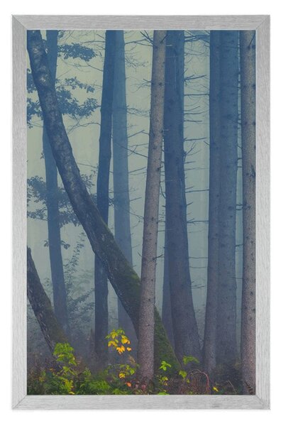 Poster pădure misterioasă