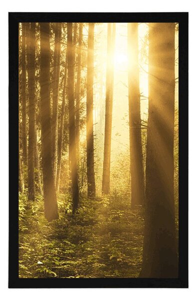 Poster răsărit de soare în pădure