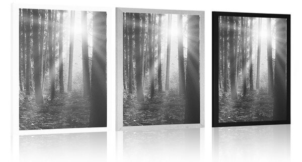 Poster răsărit de soare în pădure în design alb-negru