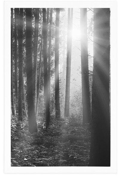 Poster răsărit de soare în pădure în design alb-negru