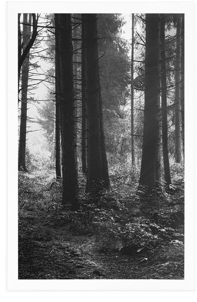 Poster pădure luminată de soare în design alb-negru
