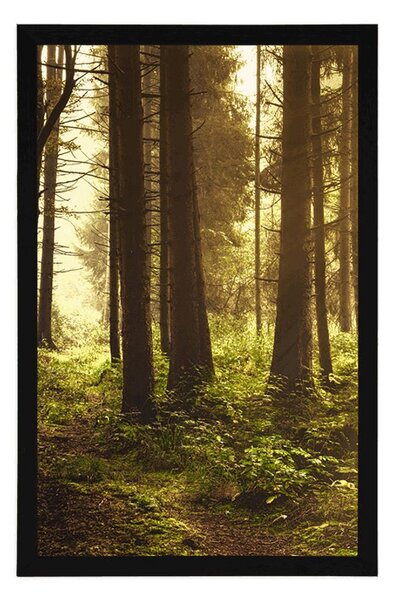 Poster pădure luminată de soare