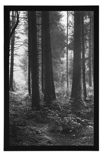 Poster pădure luminată de soare în design alb-negru