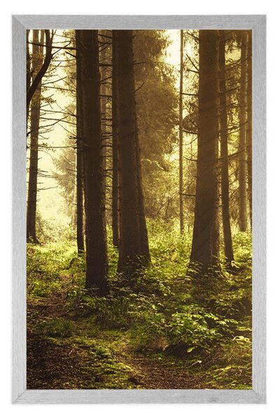 Poster pădure luminată de soare
