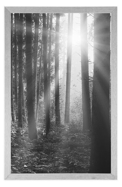 Poster răsărit de soare în pădure în design alb-negru