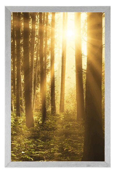 Poster răsărit de soare în pădure