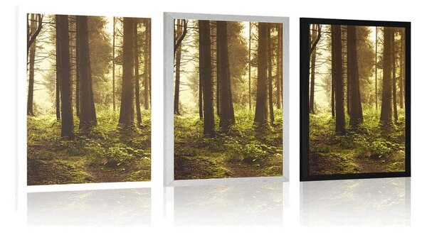 Poster pădure luminată de soare