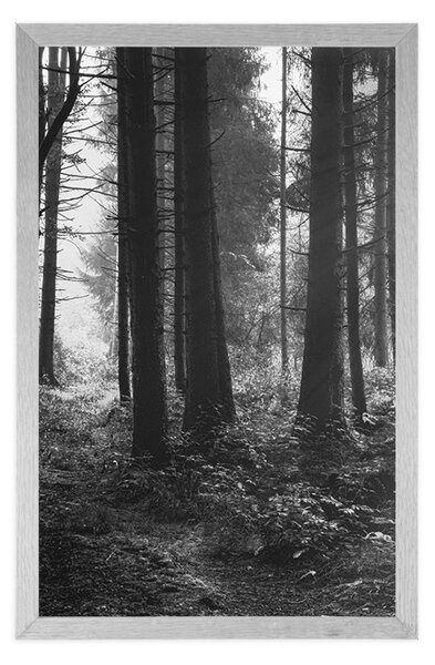 Poster pădure luminată de soare în design alb-negru