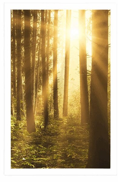 Poster răsărit de soare în pădure