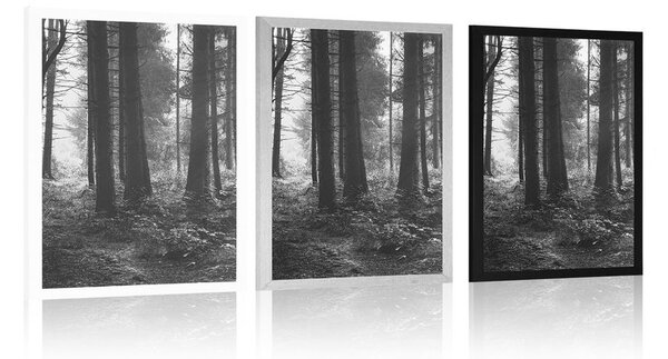 Poster pădure luminată de soare în design alb-negru