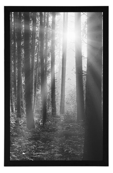 Poster răsărit de soare în pădure în design alb-negru