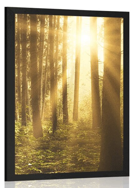 Poster răsărit de soare în pădure