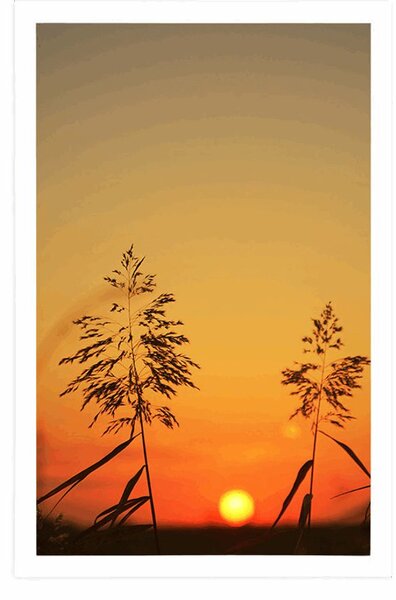 Poster lama de iarbă la apus de soare