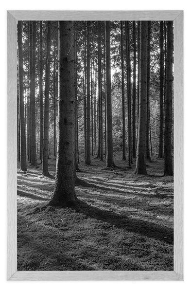 Poster dimineață în pădure în design alb-negru