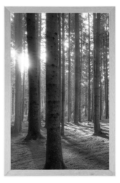 Poster dimineață însorită în pădure în design alb-negru