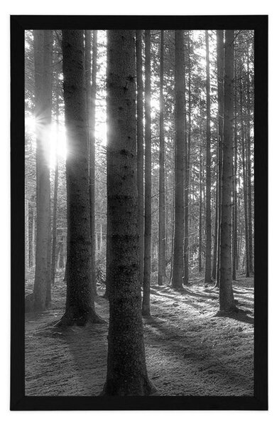 Poster dimineață însorită în pădure în design alb-negru