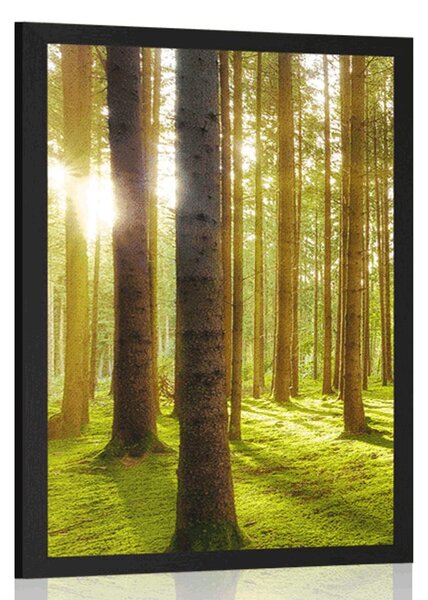 Poster dimineață însorită în pădure