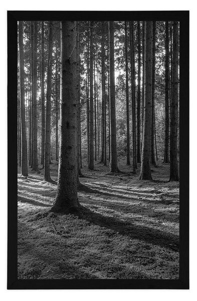 Poster dimineață în pădure în design alb-negru