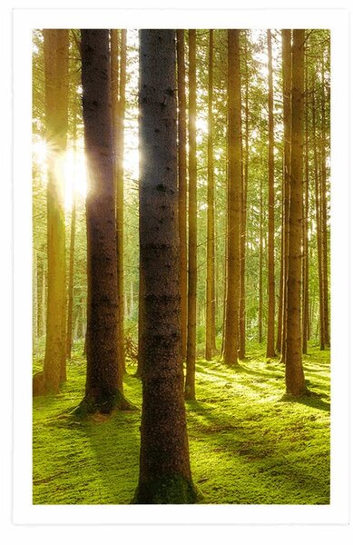 Poster dimineață însorită în pădure