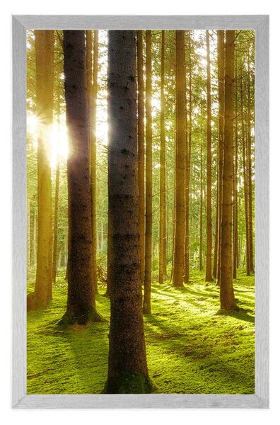 Poster dimineață însorită în pădure