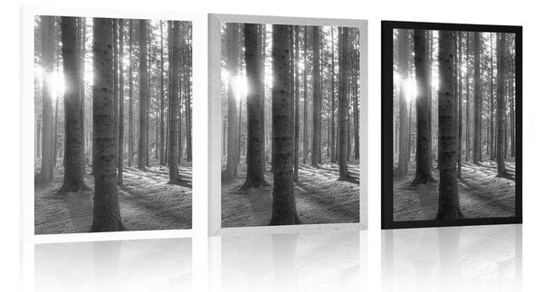 Poster dimineață însorită în pădure în design alb-negru