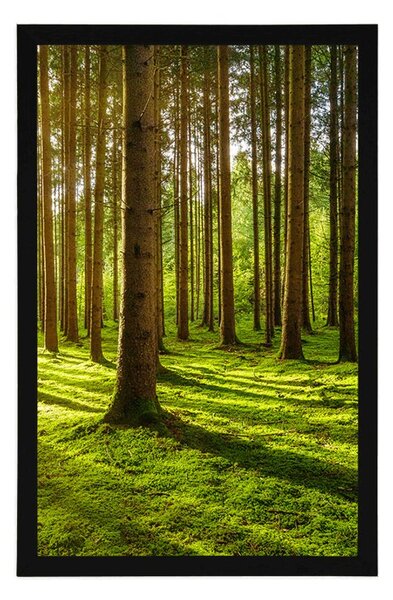 Poster dimineață în pădure