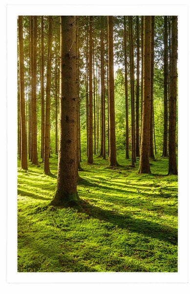 Poster dimineață în pădure