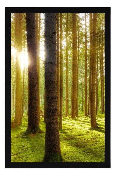 Poster dimineață însorită în pădure