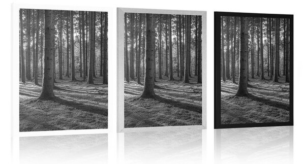 Poster dimineață în pădure în design alb-negru