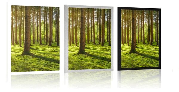 Poster dimineață în pădure
