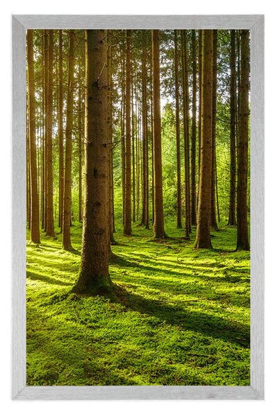 Poster dimineață în pădure