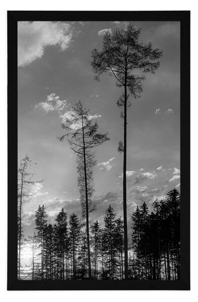 Poster seara devreme în pădure în design alb-negru