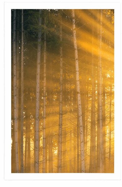 Poster soare din spatele copacilor