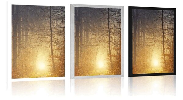 Poster lumină în pădure