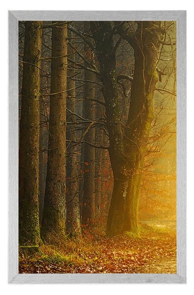 Poster drum în pădure