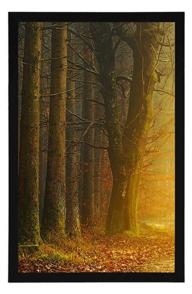 Poster drum în pădure