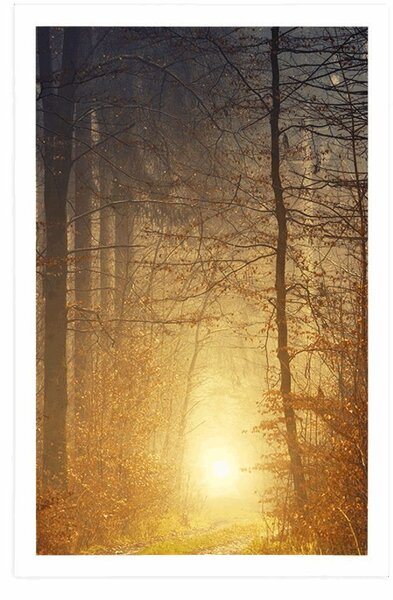 Poster lumină în pădure