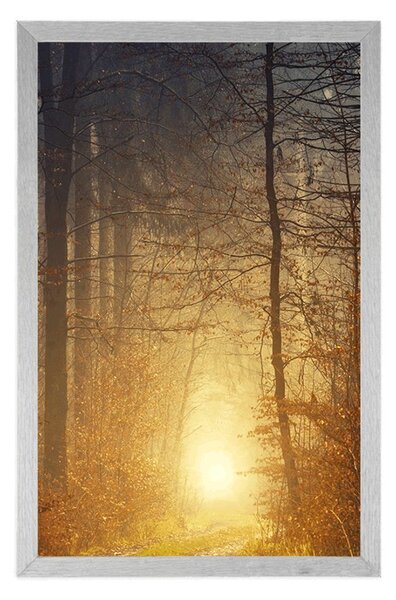 Poster lumină în pădure