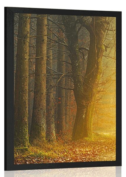 Poster drum în pădure