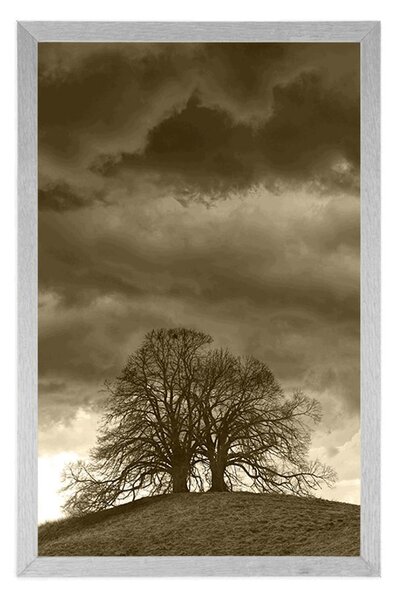 Poster copaci singuratici în sepia