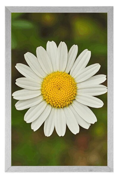Poster floare de margaretă