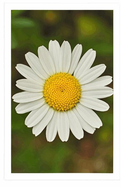 Poster floare de margaretă