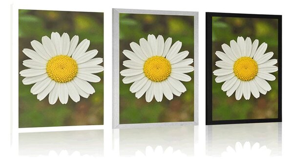 Poster floare de margaretă