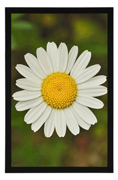 Poster floare de margaretă